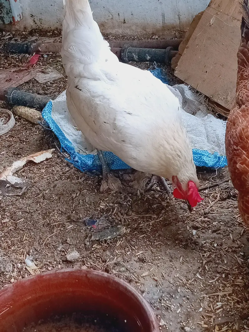 golden misri hens eggs ling hens — photo 4