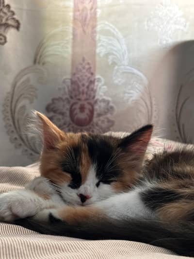 Long Haired Calico cat ( Persian mix).