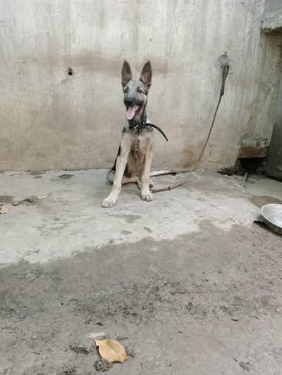 military bloodline Shepherd dog male