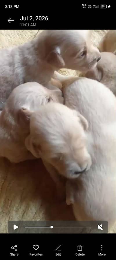 golden retriever puppies
