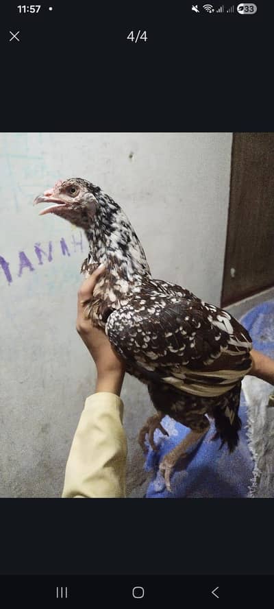 Hen for sell