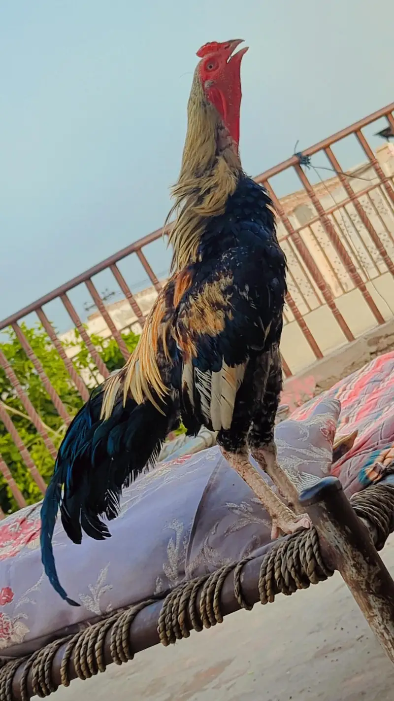 Aseel Patha For sale.