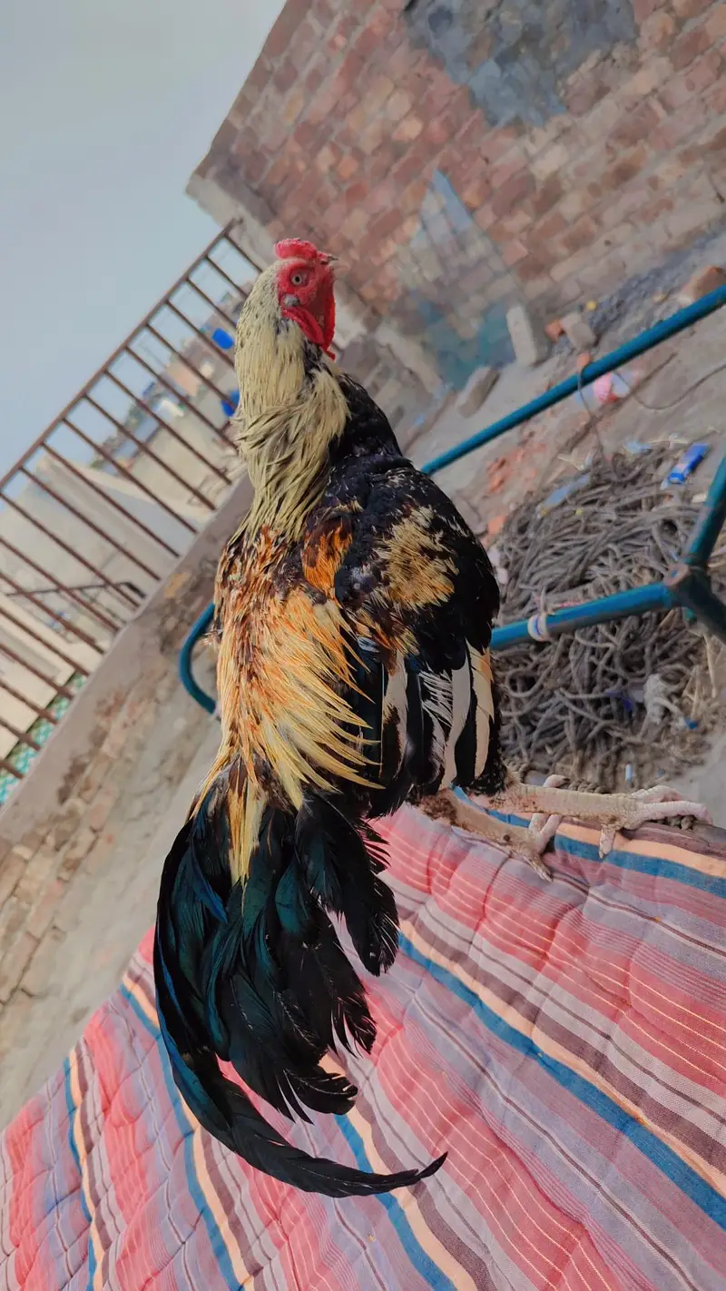 Aseel Patha For sale. — photo 2