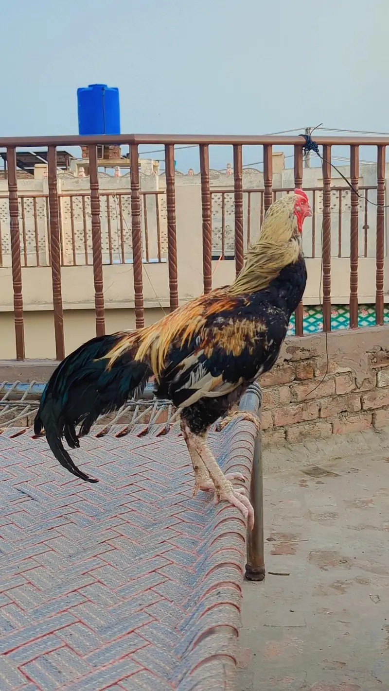 Aseel Patha For sale. — photo 3