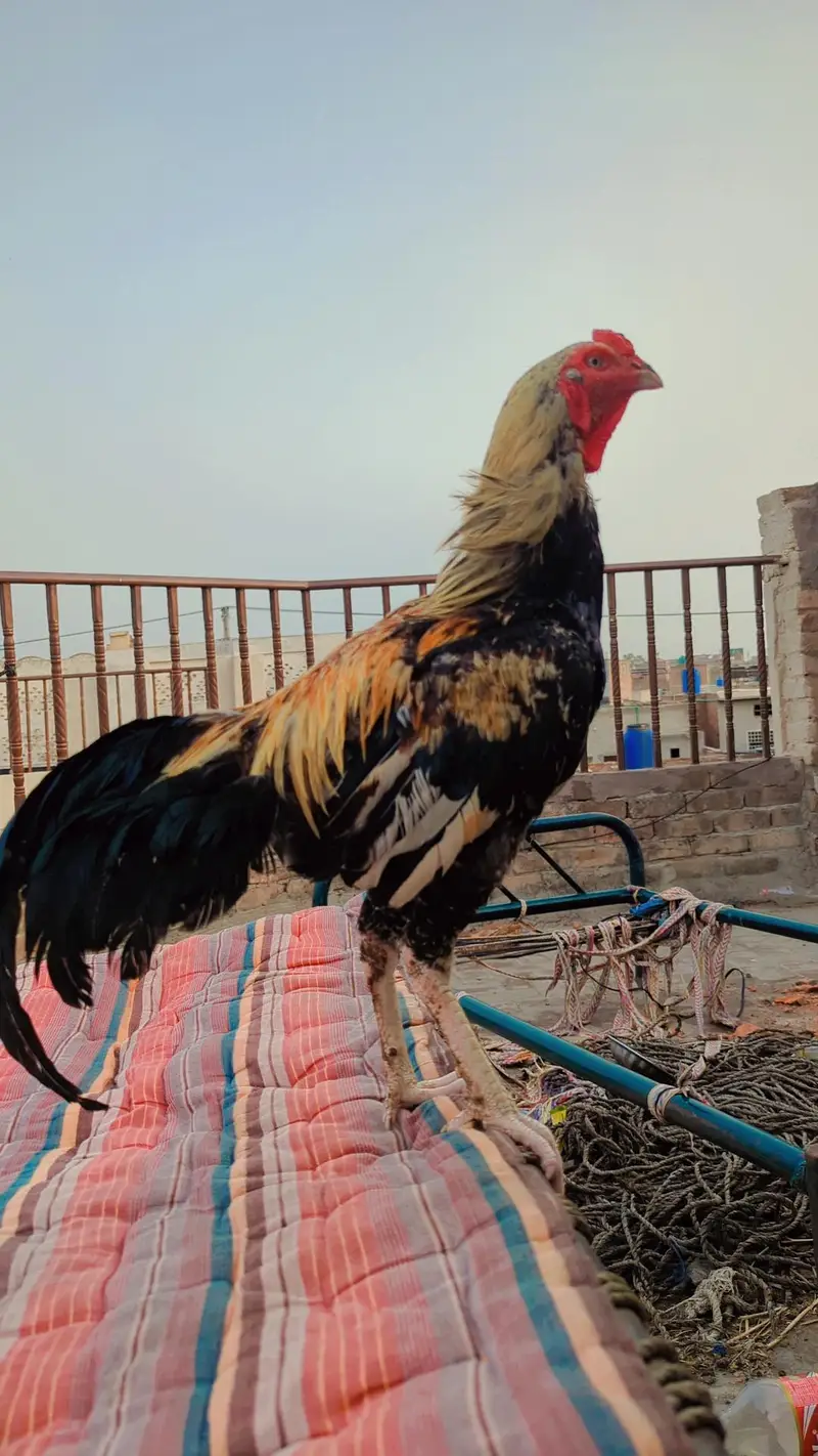 Aseel Patha For sale. — photo 4