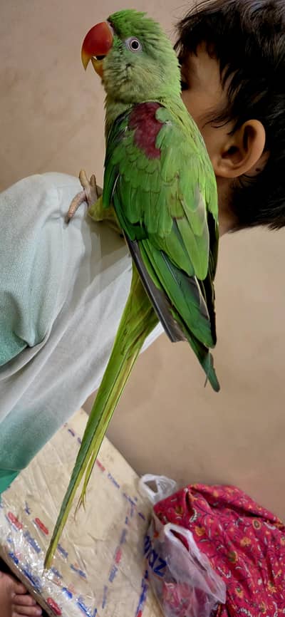 Young tamd parrot Kaahmiri very healthy very active