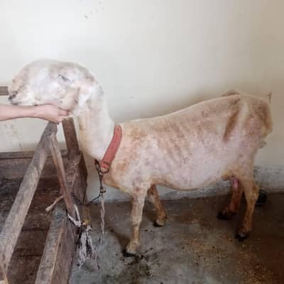 sheep for sale
