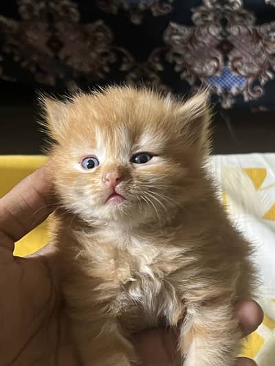 Persian kitten