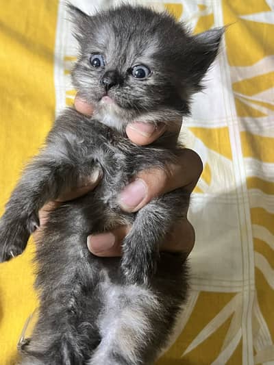 Persian kitten