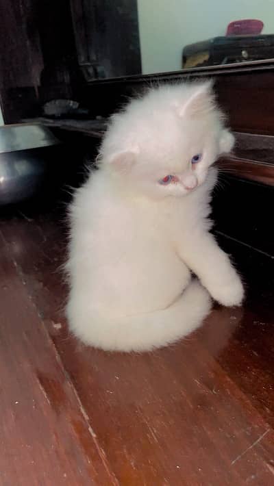healthy persian blue eyes triple coated kitten