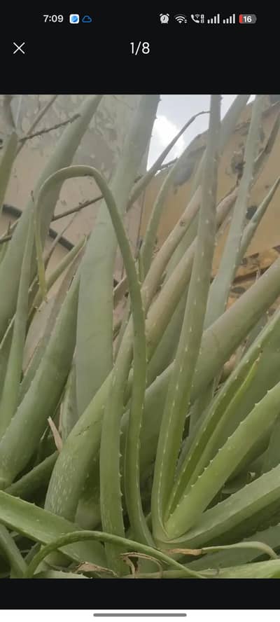 alovera plant  fresh dasi