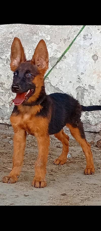 German shepherd long coat male puppy available for sale