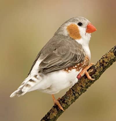 Lovebirds, java and suncunore chick for sale