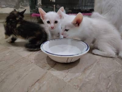 cute baby cats are for sale.