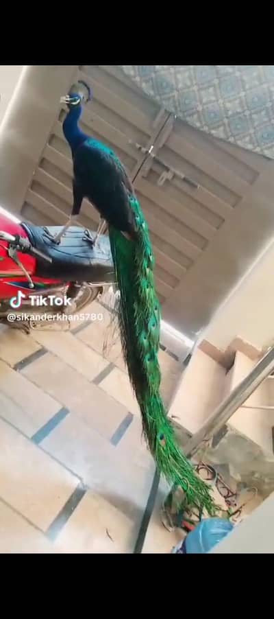 Beautiful Indian Black Shoulder Peacock  Male For Sale 0305.4364606