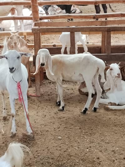dumba for sale