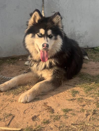 12 months old husky female