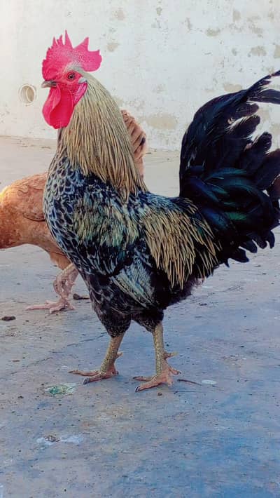 2 Hen's With 1 Male