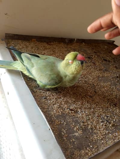 hand Tam and toking parrot 