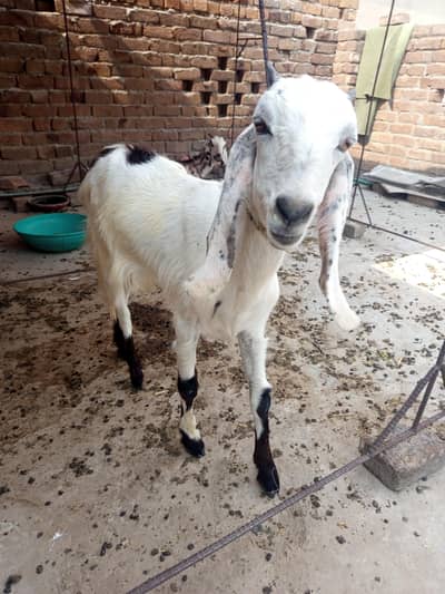 tadey betal bakri