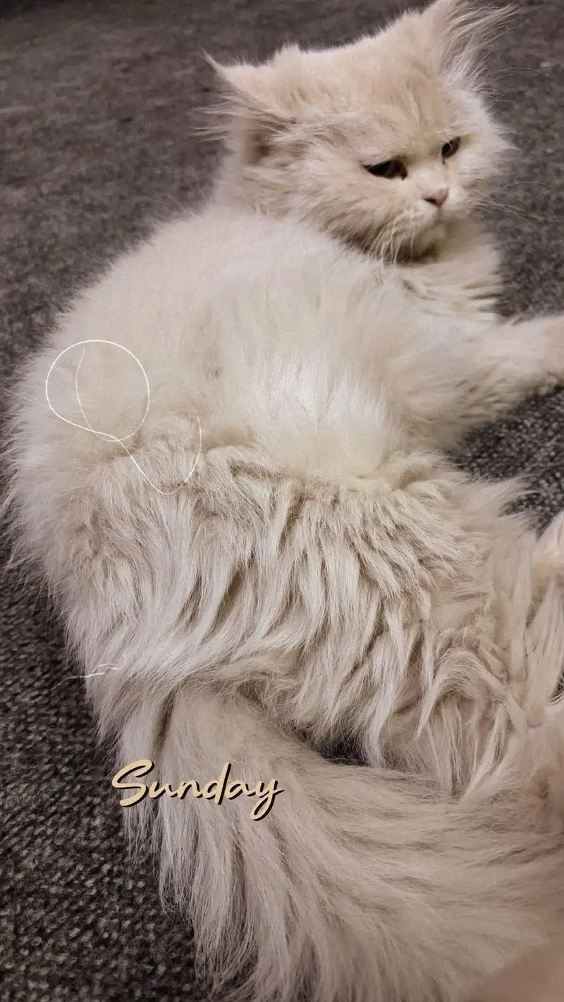 FEMALE PERSIAN CAT