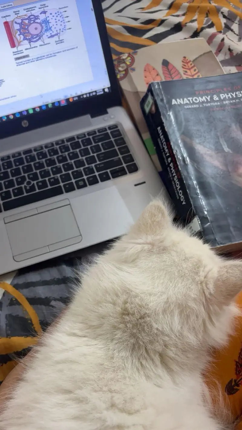 FEMALE PERSIAN CAT — photo 2