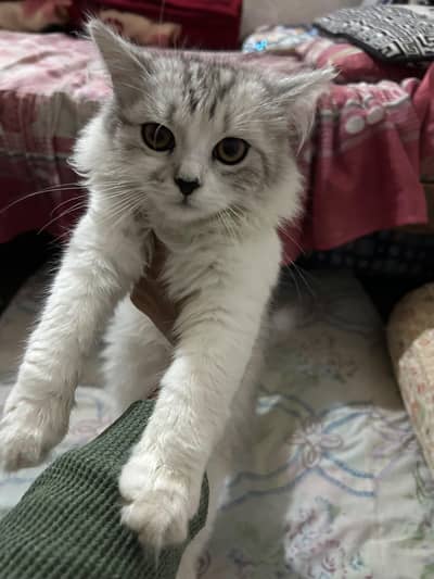 2 male Persians cats