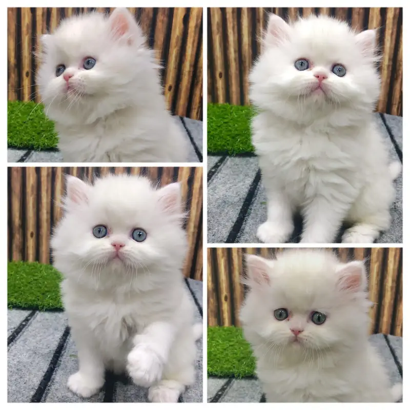 cash on delivery available Persian Punch face triple coat cat Kitten — photo 8