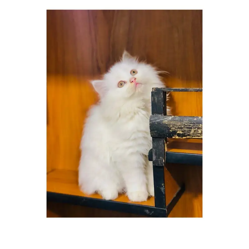 cash on delivery available Persian Punch face triple coat cat Kitten — photo 10