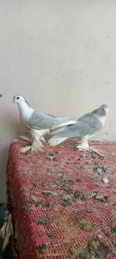 sherazi+ karbalai