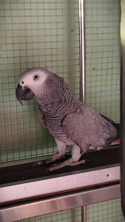 African Gray Parrot Home Breed