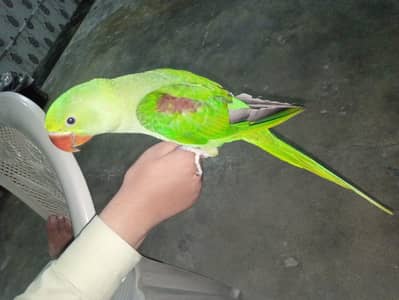 Healthy Talking Parrot