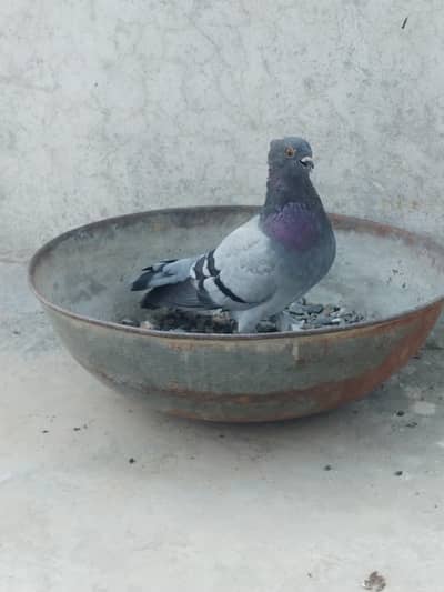 Bluebar Arabian-sentient Fancy male pigeon for sale/exchange