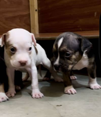 American Bully Female Puppy