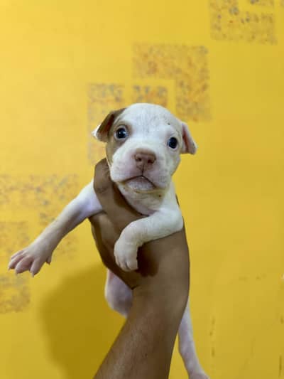 American Bully Female Puppy