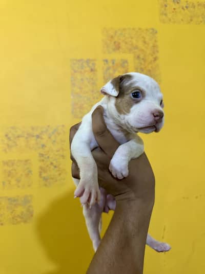 American Bully Female Puppy