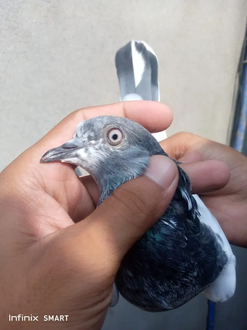 male forsale h (03705933305) WhatsApp