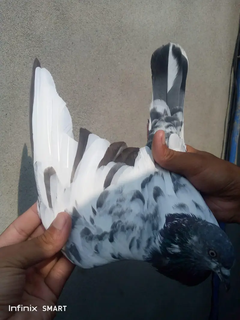 male forsale h (03705933305) WhatsApp — photo 3