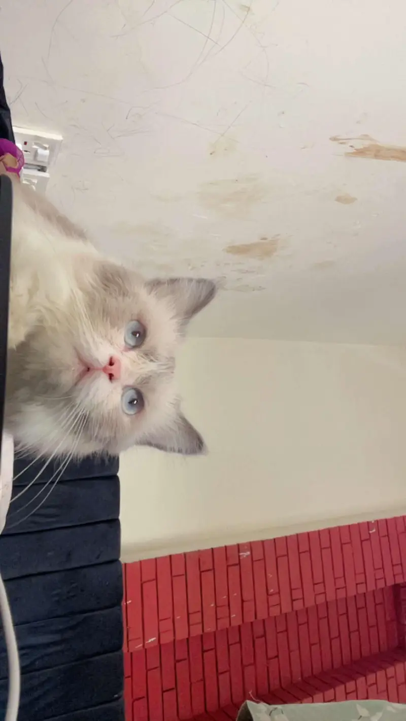 Beautiful Blue Point Ragdoll Male Cat
