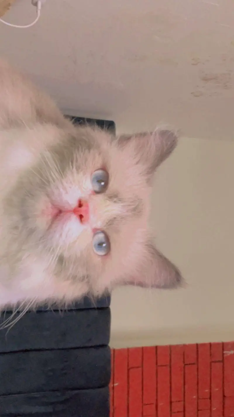 Beautiful Blue Point Ragdoll Male Cat — photo 2