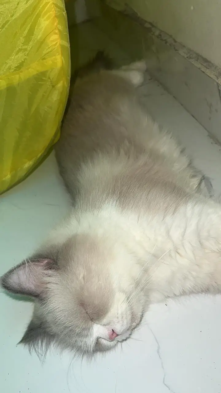 Beautiful Blue Point Ragdoll Male Cat — photo 4
