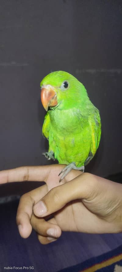 HAND TAMED  RINGNECK.