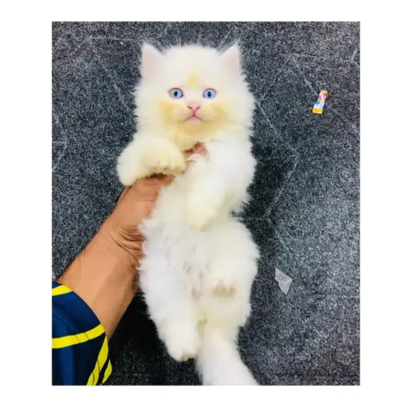 cash on delivery Persian Punch face triple coat cat Kitten — photo 4