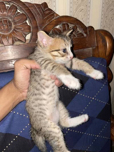 male and femal pair grey colour singal coat babies