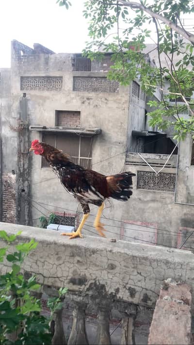 Pure Aseel A+ Blood Line Male