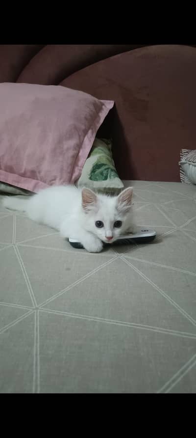Persian female kitten for urgent sale