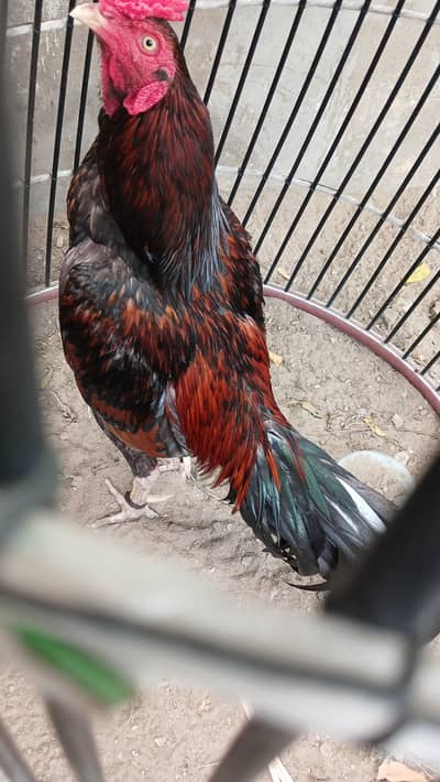 aseel birds