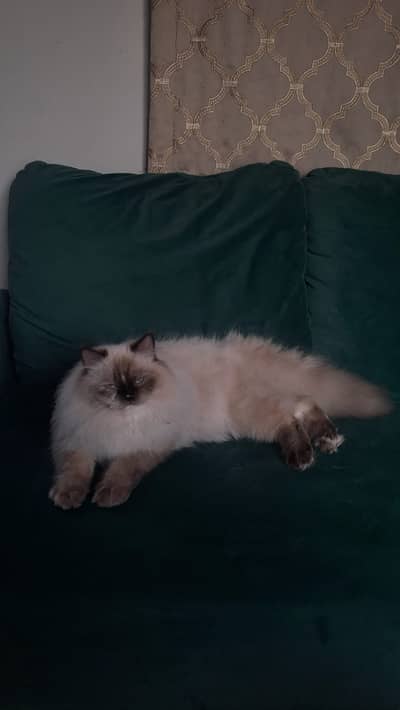 Himalayan and Persian cats for sale