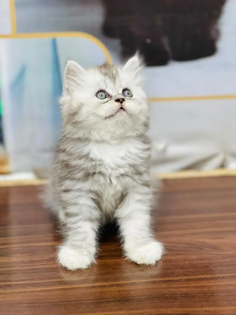 cash on delivery available Persian Punch face triple coat cat Kitten — photo 6