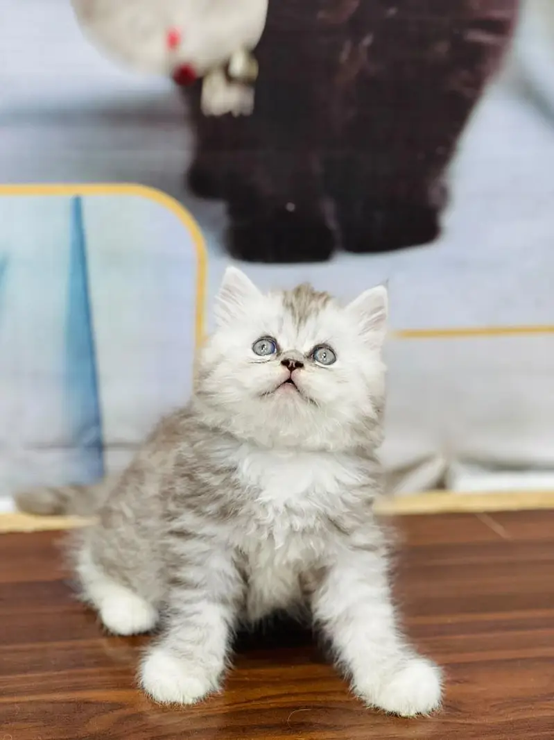 cash on delivery available Persian Punch face triple coat cat Kitten — photo 7